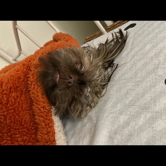 Meet your Posher, Janice - Picture 1 of 1